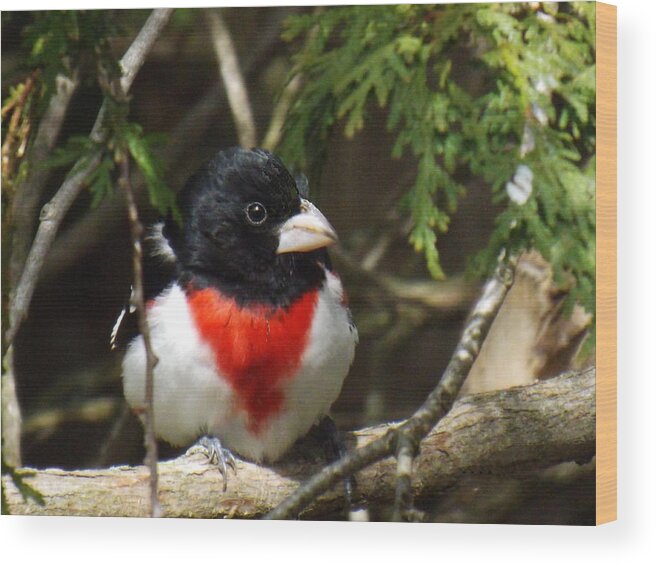 Bird Wood Print featuring the photograph Rose Breasted Grosbeak perched by Brenda Brown