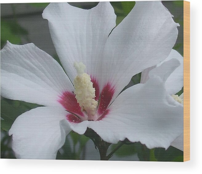 Botanical Garden Wood Print featuring the photograph Rose of Sharon/Althea white 2 by Desi Butler