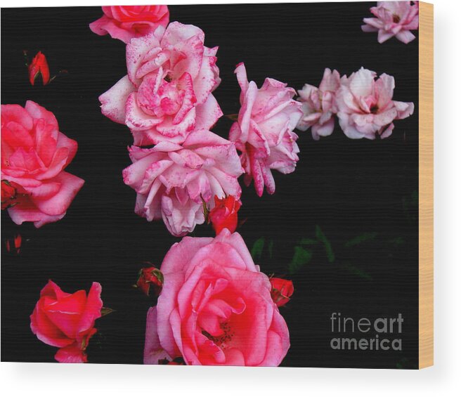 Flower Canvas Prints Wood Print featuring the photograph Roseconstellation by Pauli Hyvonen