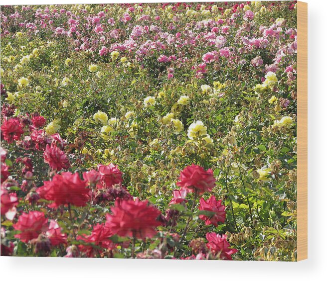 Roses Wood Print featuring the photograph Roses Roses Roses by Laurel Powell