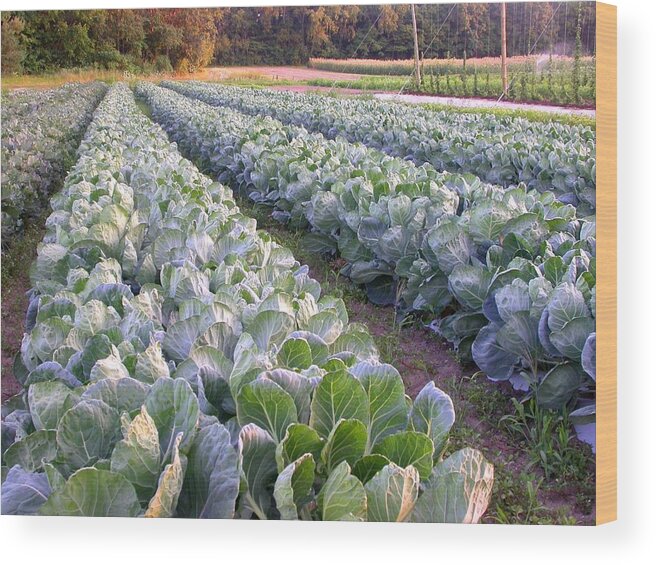 Cabbage Rows Wood Print featuring the photograph Row Two by Cynthia Wallentine