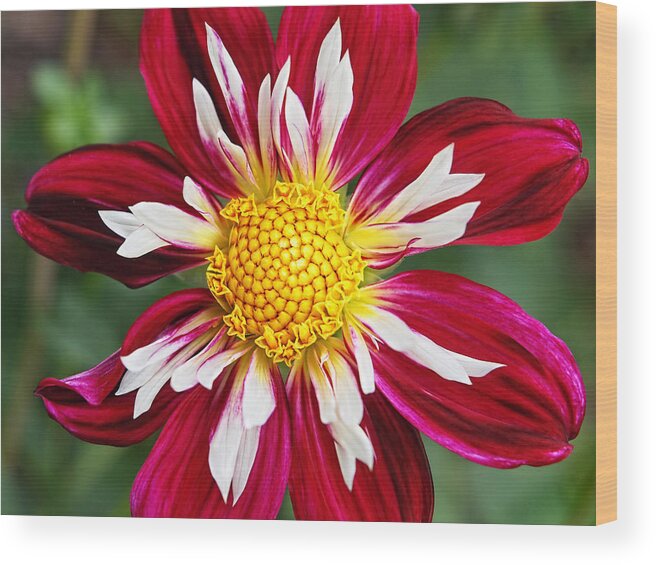 Red Flower Wood Print featuring the photograph Ruby Glow by Gill Billington