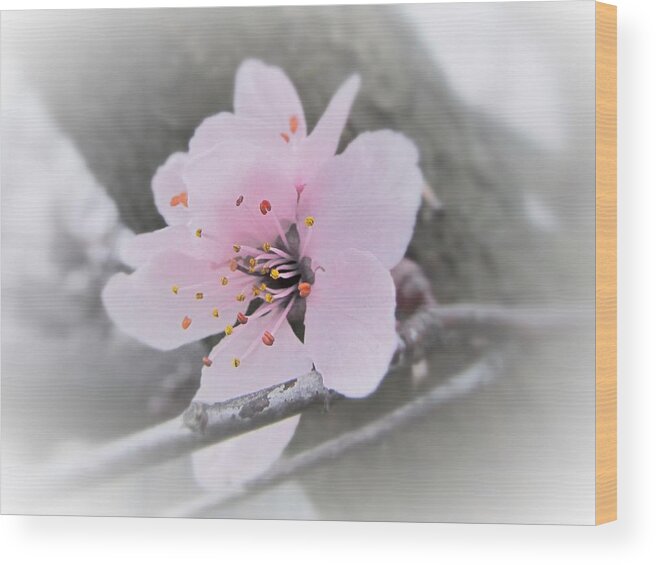 Sakura Wood Print featuring the photograph Sakura Blossom by Marianna Mills