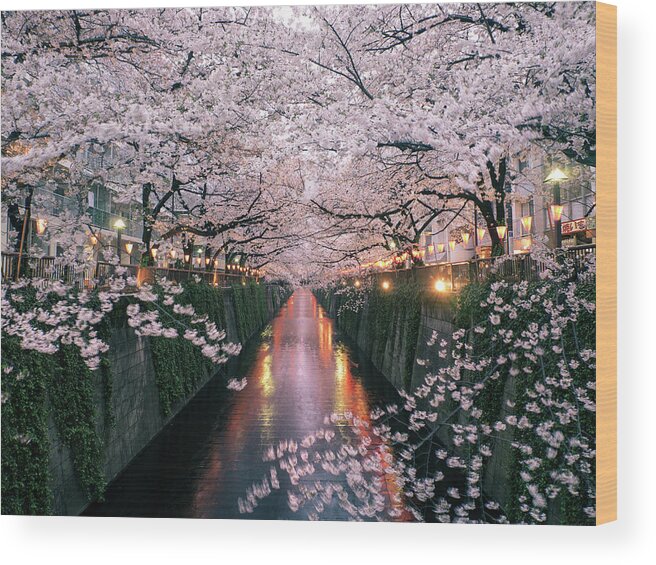 Tranquility Wood Print featuring the photograph Sakura On Meguro River by Taketan