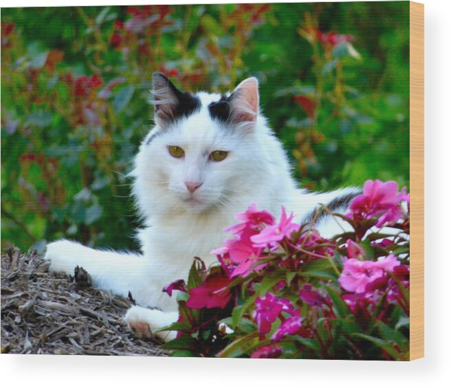 Cat Wood Print featuring the photograph Sampson by Jean Wright
