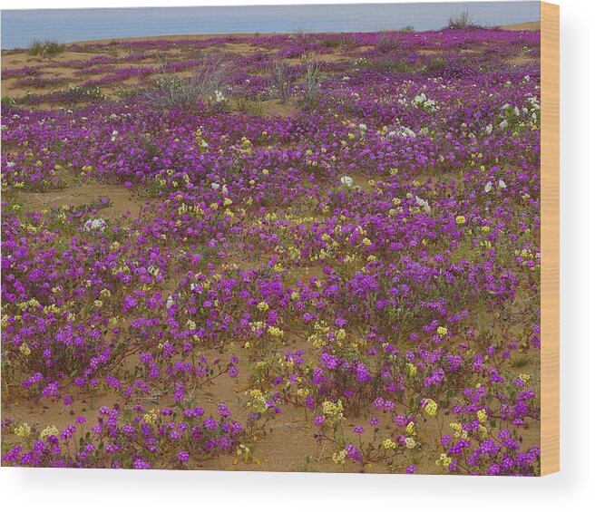 Feb0514 Wood Print featuring the photograph Sand Verbena Imperial Sand Dunes by Tim Fitzharris