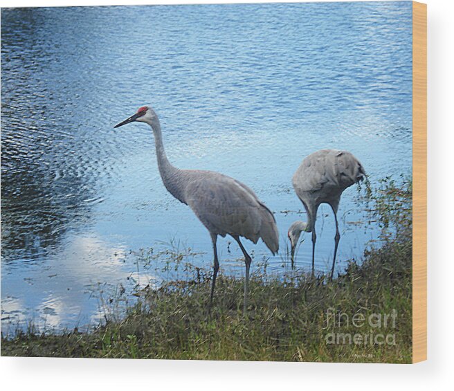 Bird Wood Print featuring the photograph Sandhill Afternoon by Megan Dirsa-DuBois