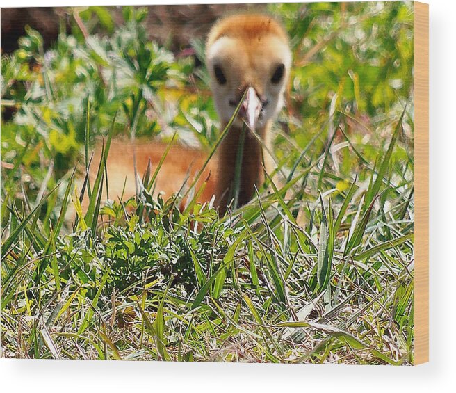 Fine Art Photograph Wood Print featuring the photograph Sandhill Chick 006 by Christopher Mercer