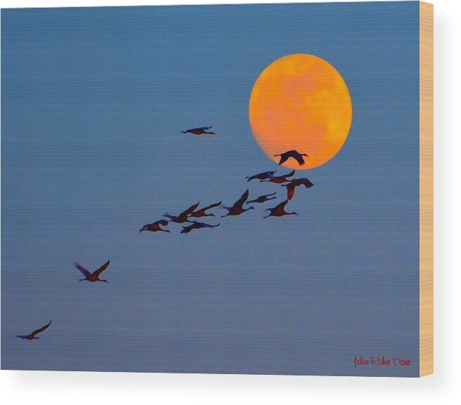 Sandhill Cranes Wood Print featuring the photograph Sandhill Crane Migration by Julie Dant