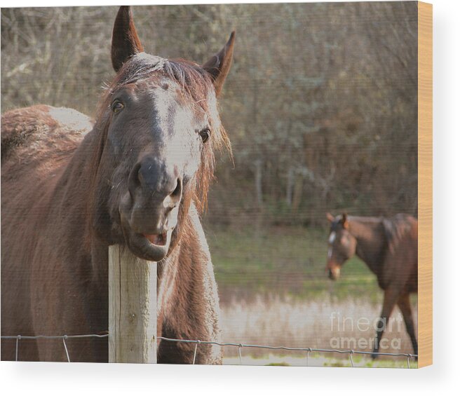 Horse Wood Print featuring the photograph Scratching That Springtime Itch by Rory Siegel