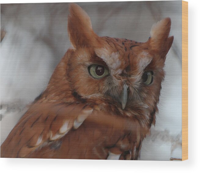 Screech Owl Wood Print featuring the photograph Screech Owl by Constantine Gregory