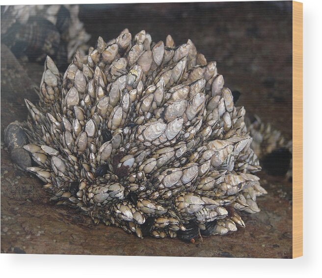 Seashells Wood Print featuring the photograph Seashells by Carl Moore