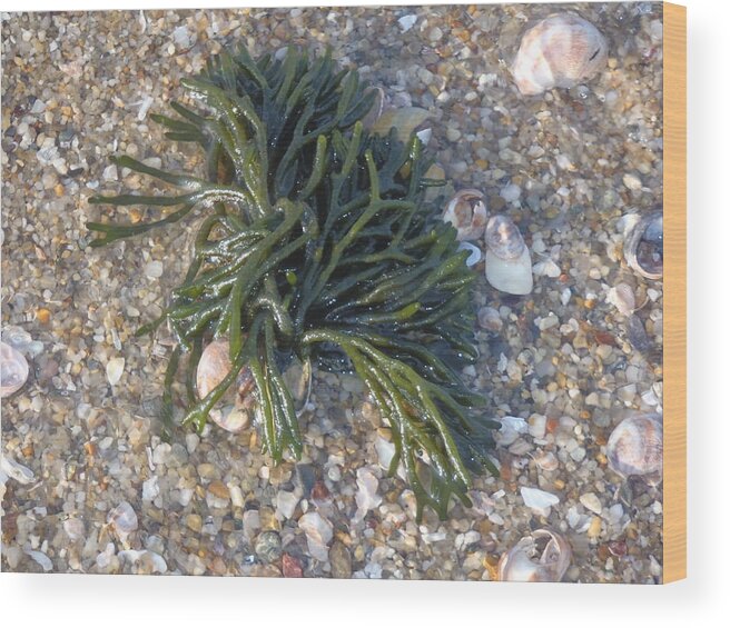 Seaweed Wood Print featuring the photograph Seaweed by Robert Nickologianis