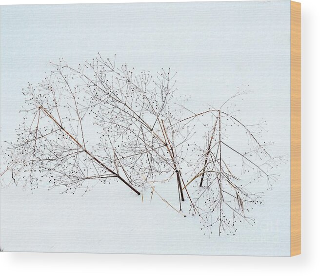 Nature Wood Print featuring the photograph Seeds On The Wind by Marcia Lee Jones