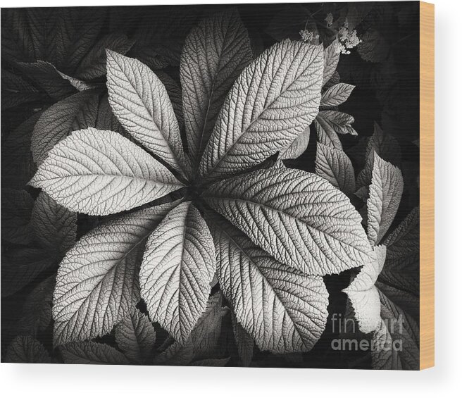 B&w Wood Print featuring the photograph Shades of Gray by Nicola Fiscarelli