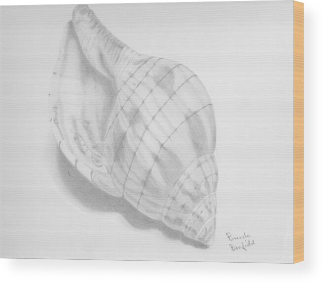 Nature Wood Print featuring the drawing Shell by Brenda Bonfield
