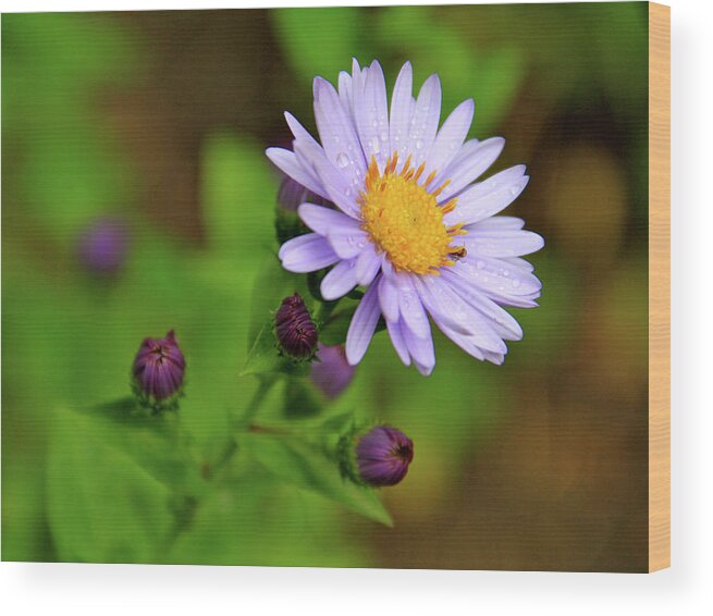 Wildflowers Wood Print featuring the photograph Showy Aster by Ed Riche