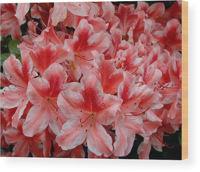 Fine Art Wood Print featuring the photograph Simply Azaleas by Rodney Lee Williams