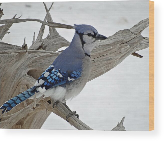 Blue Jay Wood Print featuring the photograph Sitting Blue Jay by Greg Boutz