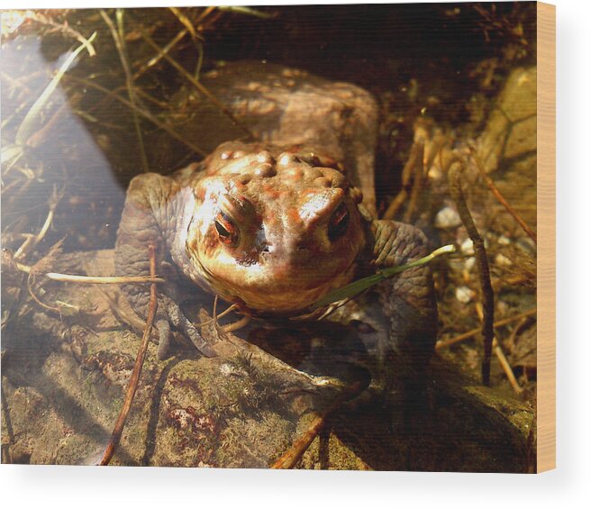 Toad Wood Print featuring the photograph Smile by Lucy D