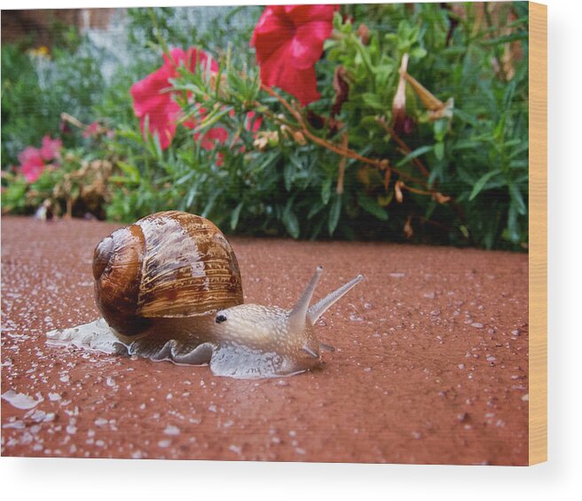 Rain Wood Print featuring the photograph Snail in Motion by Mary Lee Dereske