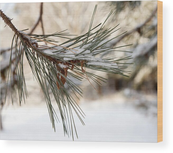 Pine Tree Wood Print featuring the photograph Snow Pine by Courtney Webster