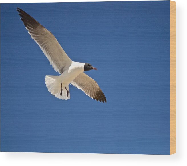 Seagull Print Wood Print featuring the photograph Soaring Above the Sea by Kristina Deane