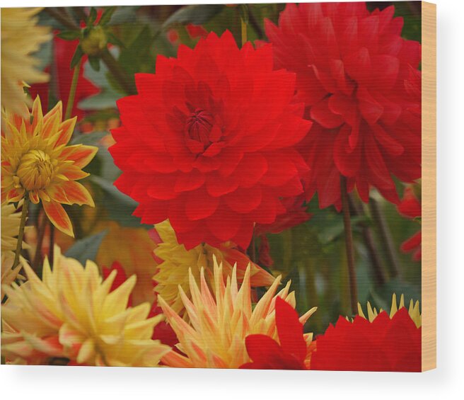 Red Wood Print featuring the photograph Sockeye and Upmost Dahlias by Jordan Blackstone