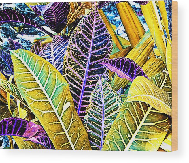 Crotons Wood Print featuring the photograph Solarized Crotons by Bill Barber