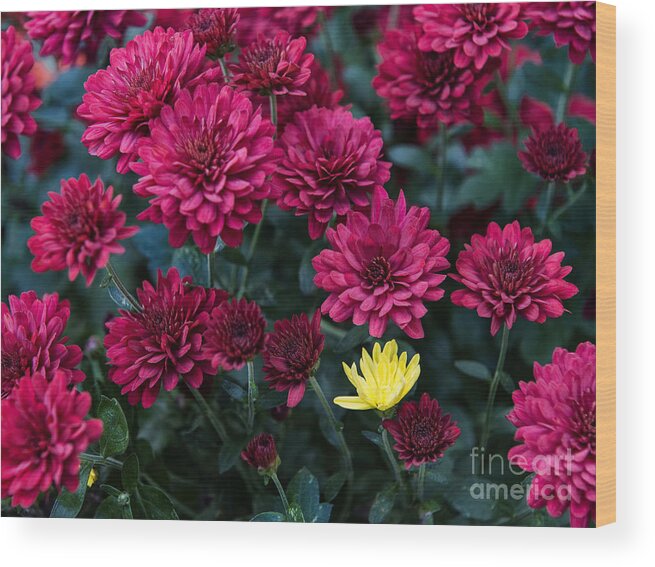 Flowers Wood Print featuring the photograph Something is not like the others by Louise St Romain