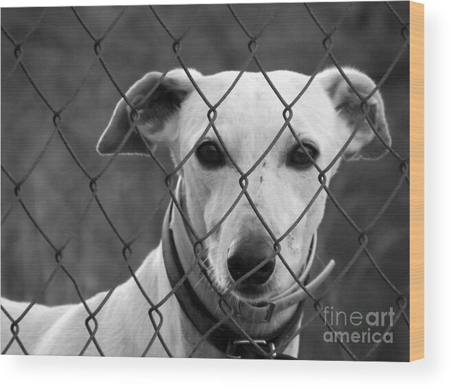 Galgo Wood Print featuring the photograph Spanish Galgo by Clare Bevan