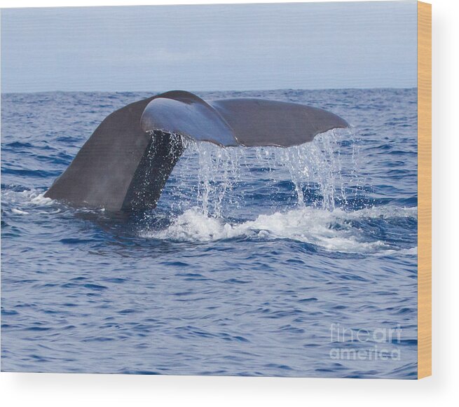 Sperm Whale Wood Print featuring the photograph Sperm Whale Tail by Chris Scroggins