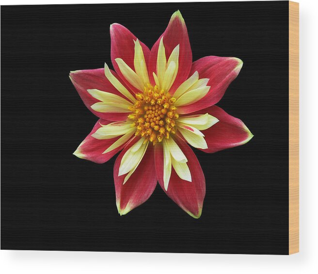 Dahlia Wood Print featuring the photograph Spindle by Doug Norkum