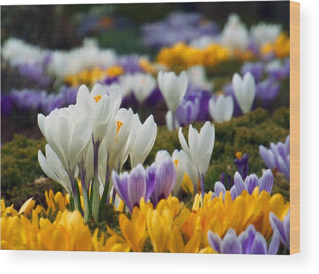 Brewster Wood Print featuring the photograph Spring Crocus by Dianne Cowen Cape Cod Photography