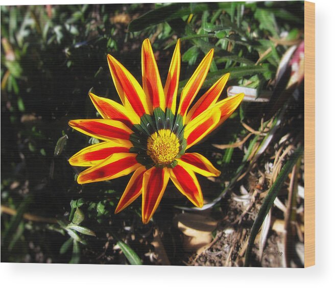 Flower Wood Print featuring the photograph Spring Flower by David Zumsteg