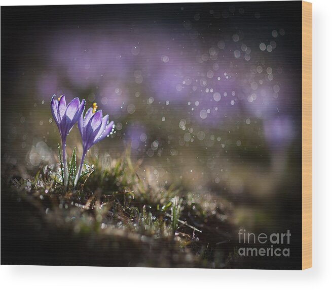 Spring Wood Print featuring the photograph Spring impression I by Jaroslaw Blaminsky