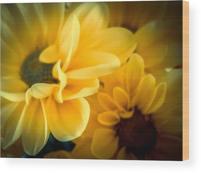 Flower Wood Print featuring the photograph Spring Mums by Judy Hall-Folde