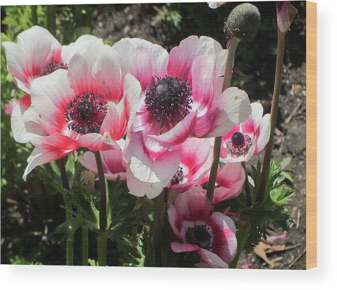 Flower Wood Print featuring the photograph Spring Poppies by Dody Rogers