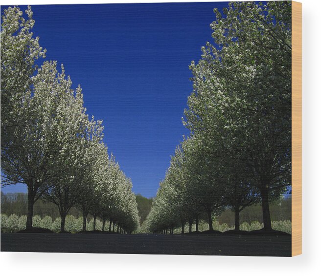 Spring Tunnel Wood Print featuring the photograph Spring Tunnel by Raymond Salani III