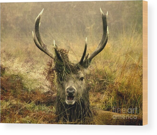 Deer Wood Print featuring the photograph Stag Party The Series. One More For The Road by Linsey Williams