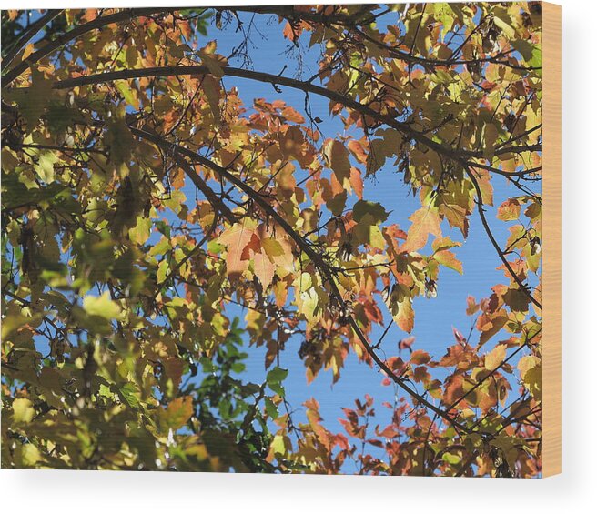 Autumn Wood Print featuring the photograph Stained Glass by Jessica Myscofski