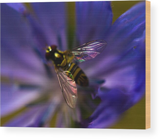 Bee Wood Print featuring the photograph Stained glass wings by Haren Images- Kriss Haren