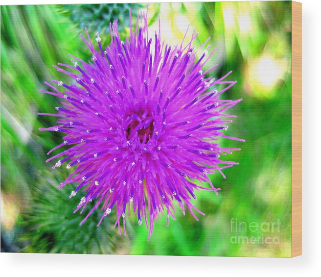 Thistle Wood Print featuring the photograph Star Burst by Kathy Bassett