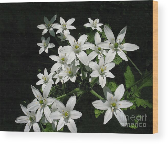 Flower Wood Print featuring the photograph Star of Bethlehem by Ann Horn
