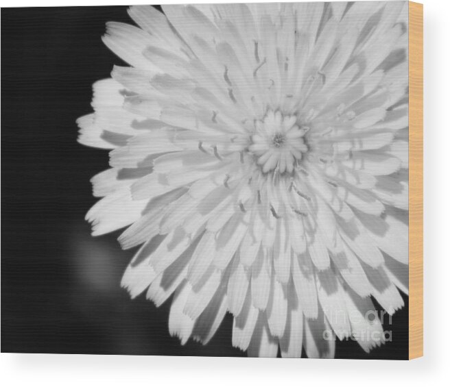 Flower Wood Print featuring the photograph Stop staring at me by Andrea Anderegg