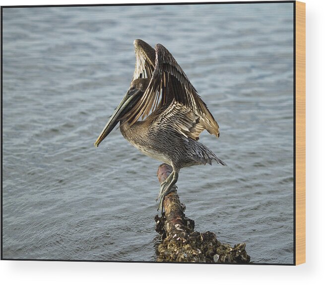 Pelican Brown Water Barnacle Oyster Bird Wings Wood Print featuring the photograph Strike a Pose by Sharon Jones
