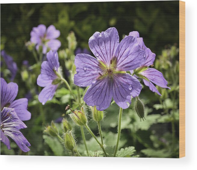 Nature Wood Print featuring the photograph Sun bathed Geranium by Spikey Mouse Photography