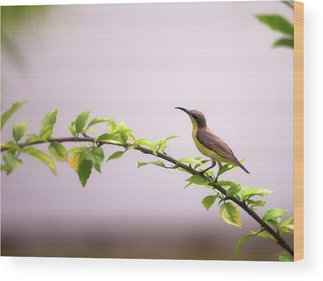 Songbird Wood Print featuring the photograph Sunbird Disambiguation,indian by Partha Pal