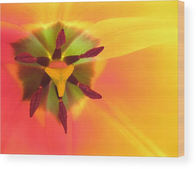 Sunny Wood Print featuring the photograph Sunburst 2 by Carolyn Jacob