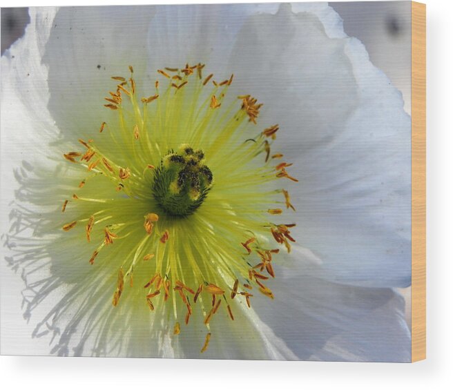 Flower Wood Print featuring the photograph Sunburst by Deb Halloran